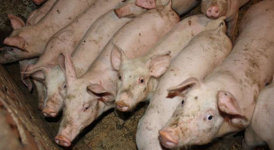 Rolnik zgłosił dwa przypadki podrzucenia padliny na fermie, Foto: Farmer Policja szuka sprawcy, który podrzucał padlinę pod chlewnią