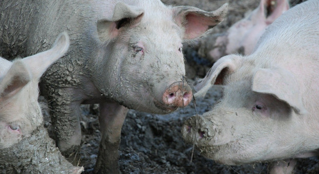 Rosja: Produkcja przemysłowa świń wzrosła o ponad 10 proc.