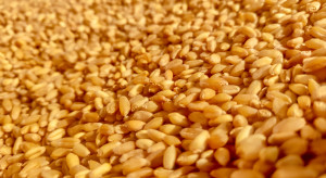 Pszenica podrożała – brakuje kukurydzy na rynku