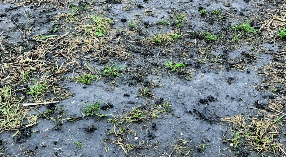 Liczne koprolity na powierzchni gleby zdradzają jej dużą aktywność biologiczną. A tak wygląda pole rolnika 3 dni po zasiewach. 
