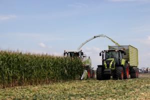 Jak wyznaczyć optymalny termin zbioru kukurydzy kiszonkowej?