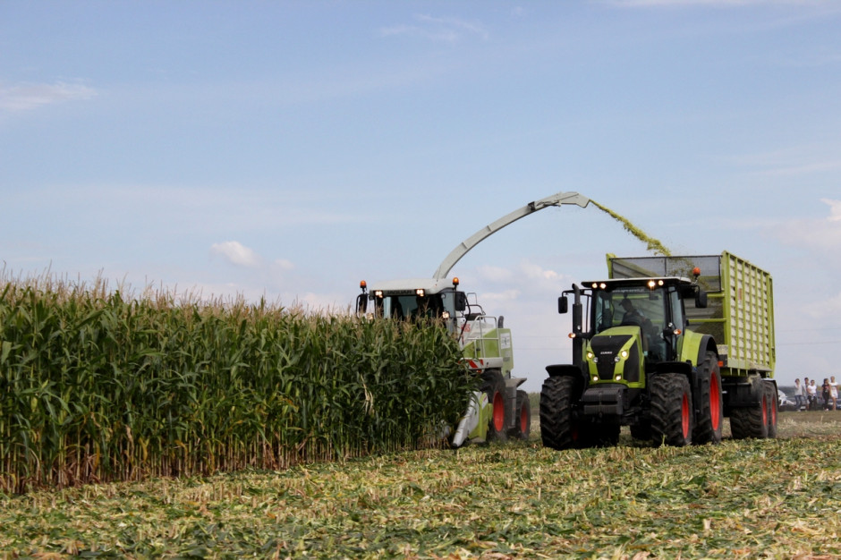 Obecnie dąży się do produkcji kiszonki z kukurydzy o jak najwyższym poziomie energii, fot. Ł.Ch.