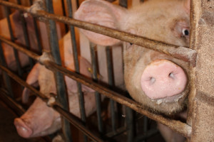 452 gospodarstwa z bezwzględnym zakazem przemieszczania świń