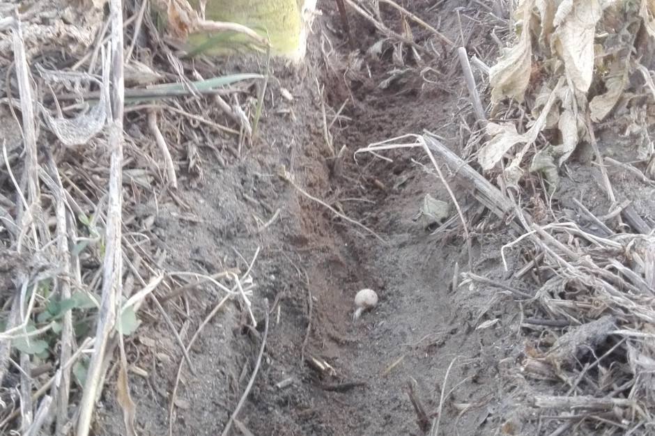 Siew bezpośredni pozwala zaoszczędzić wodę w glebie. Mimo panującej suszy i nasiona dość szybko kiełkują. 