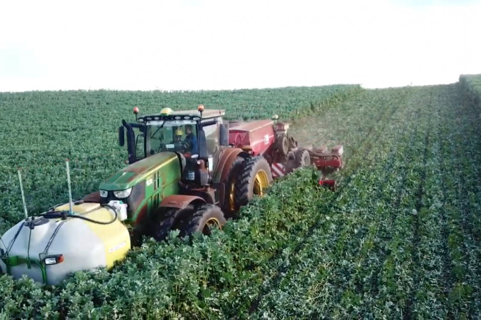 Siew kukurydzy w zielone rośliny zabezpiecza glebę m.in. przed erozją wietrzną, Green Tillage.