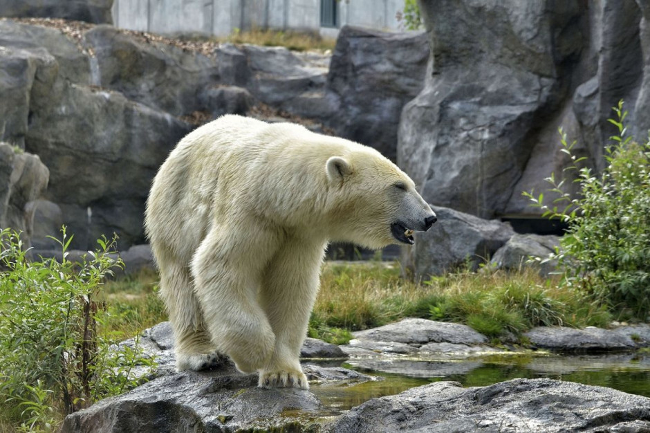 Na liście zwierząt do uboju figuruje m.in. niedźwiedź polarny, Fot. pixabay