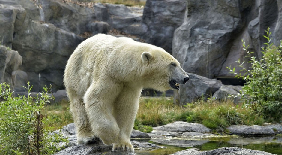 Na liście zwierząt do uboju figuruje m.in. niedźwiedź polarny, Fot. pixabay ZOO rozważa ubój zwierząt - posłużą za karmę dla pozostałych