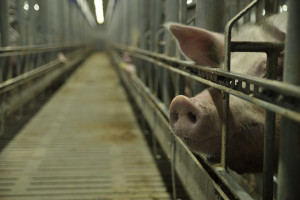 POLPIG: Potrzeba racjonalnego podejścia do przeprowadzanych kontroli