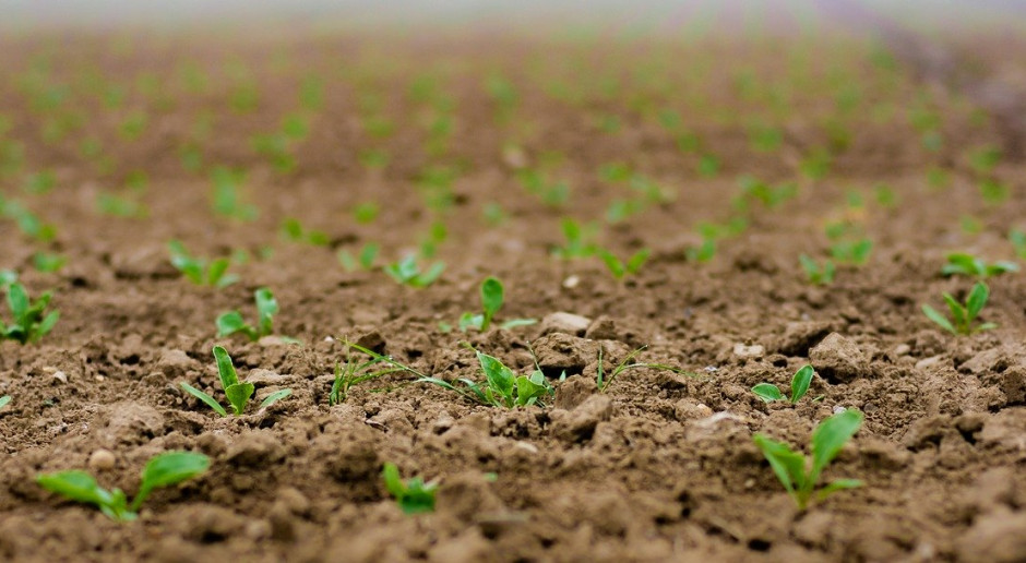 Na Białorusi do 15 kwietnia buraki cukrowe zasiano na 33,8 tys. ha (37 proc. planowanej powierzchni); Fot.pixabay.com Białoruscy rolnicy zasiali zboża jare i rośliny bobowate na ponad 700 tys. ha