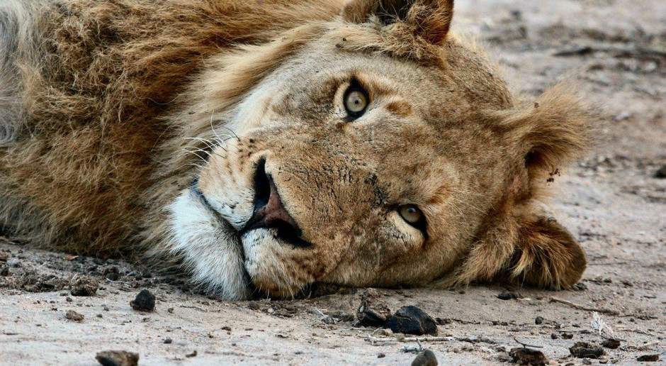 Zwierzęta w ZOO potrzebują wsparcia; Fot. pixabay Wsparcie dla zwierzą w ZOO w czasie pandemii