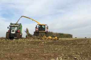 Ukraina: Eksport kukurydzy z rekordowych zbiorów w 2019 r.