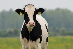 Małopolskie: Krowa wpadła do studni
