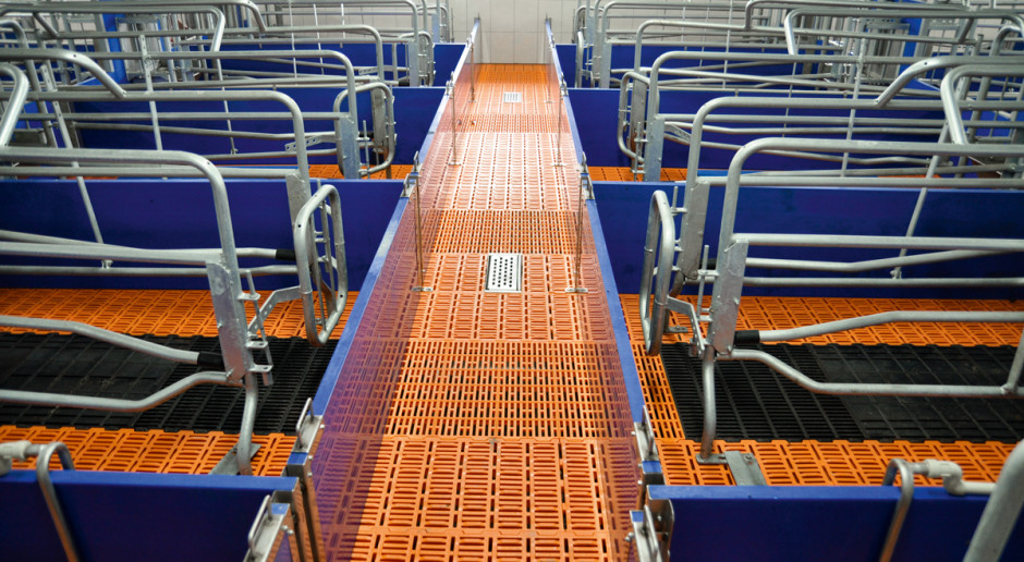 Proces mycia wnętrza pomieszczeń produkcyjnych jest niezbędnym elementem higieny produkcji trzody chlewnej Elementarz mycia fermy