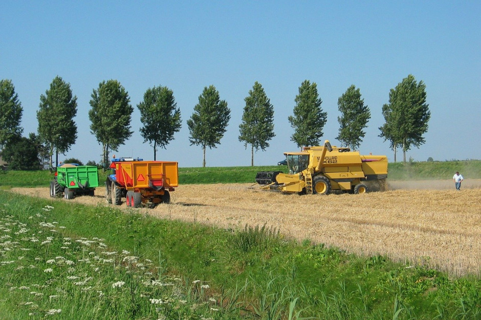 Zbiory pszenicy w UE w 2020 r. powinny wynieść 135 mln ton; Fot. pixabay.com
