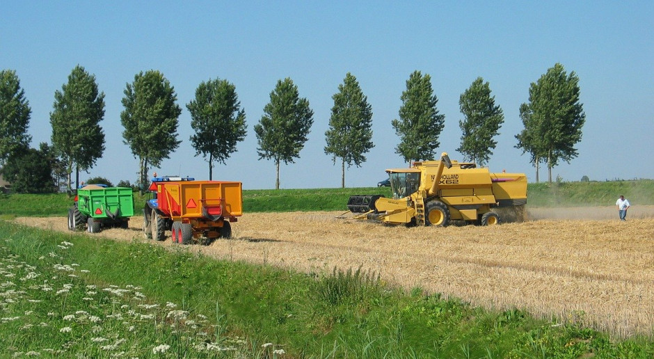 Tallage: Zbiory pszenicy w UE będą o 8 proc. mniejsze niż w 2019 r.