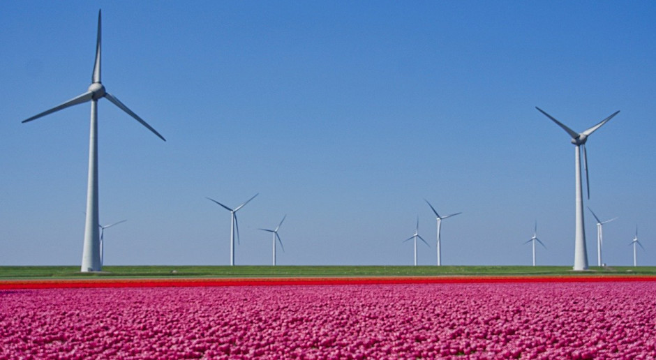 NIderlandzkie ministerstwo rolnictwa przygotowuje dodatkowy pakiet ratunkowy dla producentów roślin ozdobnych i ogrodniczych, a także plantatorów niektórych ziemniaków; fot.pixabay.com Niderlandy: Dodatkowe wsparcie na kwiaty i ziemniaki na frytki