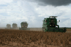 Ukraina: Eksperci przewidują zbiory soi w wysokości 4,35 mln ton