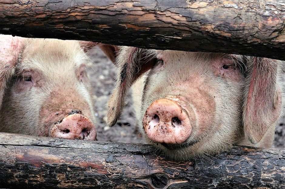 Chiński urząd statystyczny stwierdził, że pod koniec pierwszego kwartału 2020 r. chińskie stado świń zmniejszyło się o 14,4 procent rok do roku do 321,2 mln sztuk;Fot.pixabay.com