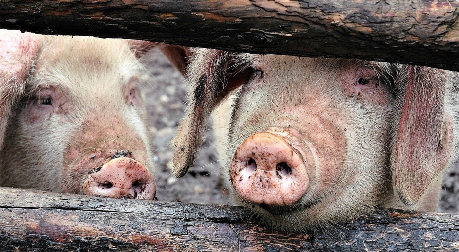 Chiński urząd statystyczny stwierdził, że pod koniec pierwszego kwartału 2020 r. chińskie stado świń zmniejszyło się o 14,4 procent rok do roku do 321,2 mln sztuk;Fot.pixabay.com Chiny: Produkcja świń nadal maleje, a import wieprzowiny rośnie