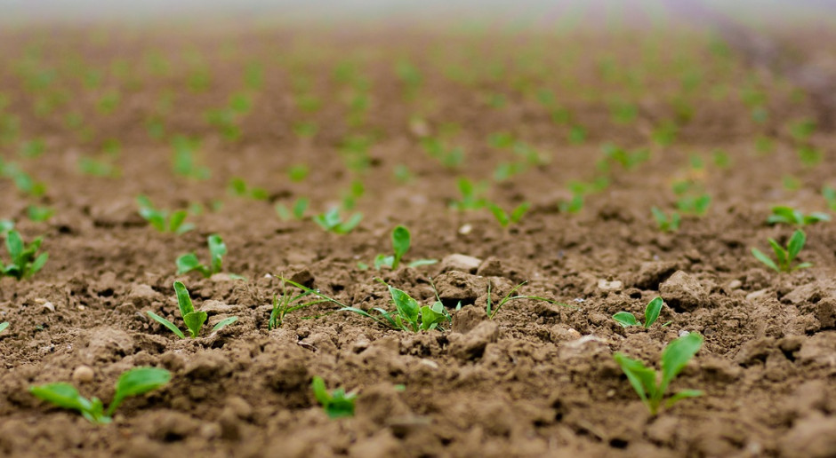 Białoruscy rolnicy dotychczas zasiali buraki cukrowe a 56,9 tys. ha (62,2 proc. planowanej powierzchni); Fot.pixabay.com Zasiewy upraw jarych na Białorusi zaawansowane w prawie 90 proc.