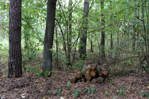 Podkarpackie: Dzięki leśnikom więcej cisów w lasach regionu