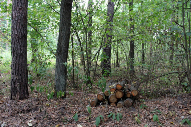 Podkarpackie: Dzięki leśnikom więcej cisów w lasach regionu