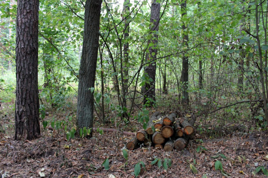 Z powodu suszy nadleśnictwa mogą zakazywać wstepu do lasu, Foto: GT