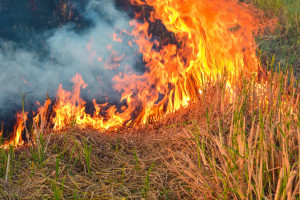 Woś: na 99 proc. wypalanie traw przyczyną pożaru w Biebrzańskim Parku Narodowym