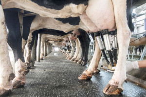 Hądzlik: Oczekujemy działań pozwalających na wyhamowanie kosztów produkcji mleka