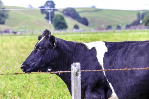 Nowa Zelandia: Producenci mleka walczą z kryzysem