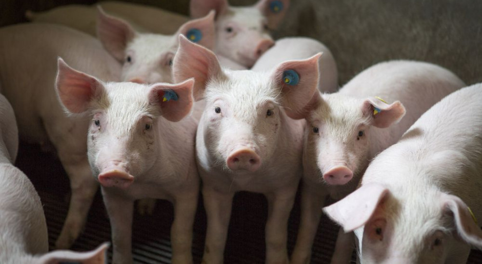 fot. Shutterstock KSG Agro: sytuacja rynkowa wymaga zwiększenia produkcji świń