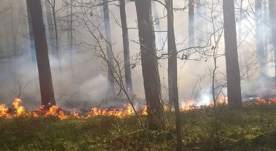 Leśnicy zatrzymali podpalacza jadąc na miejsce kolejnego pożaru lasu, Foto: Nadleśnictwo Tuszyma Bez powodu podpalał lasy i trawy