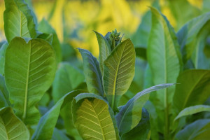 KOWR prosi plantatorów tytoniu o informacje