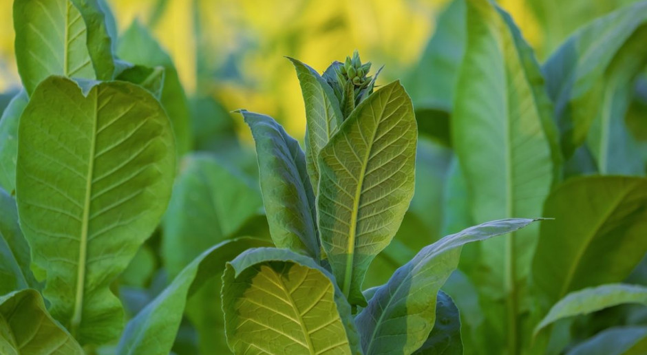 KOWR uspokaja producentów tytoniu, Foto: pixabay KOWR prosi plantatorów tytoniu o informacje