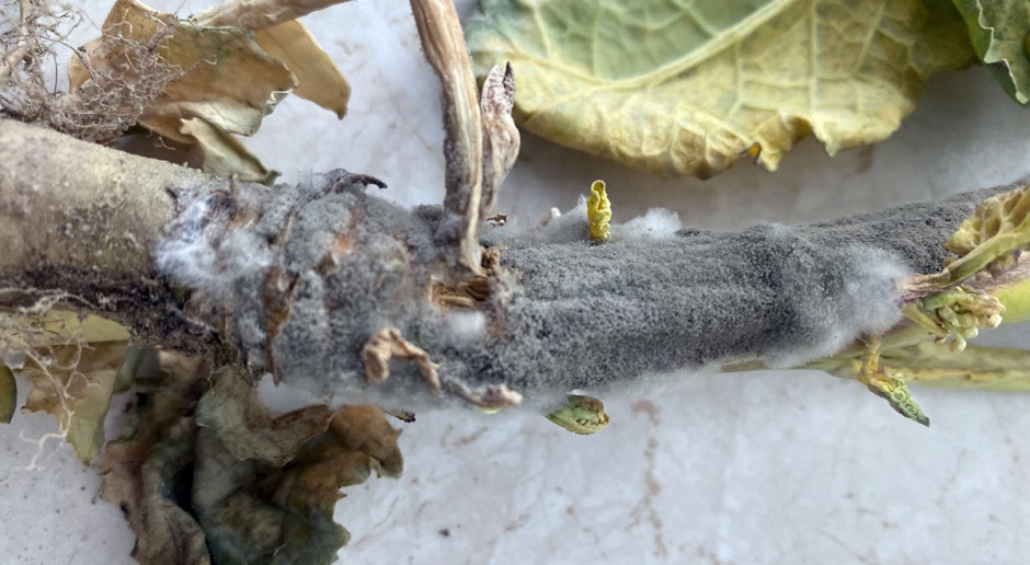 Szaran pleśń (Botrytis cinerea) na łodydze rzepaku; Fot. IOR-PIB w Poznaniu Szara pleśń w rzepaku - pokłosie silnych przymrozków