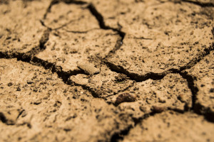 Analityk PKO BP: z powodu trzeciego z rzędu roku suszy, straty w zbiorach mogą być większe niż rok temu