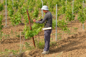 Hiszpania: pomimo bezrobocia brakuje rąk do pracy przy zbiorach