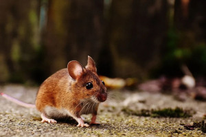 Plaga gryzoni zagraża uprawom na Opolszczyźnie