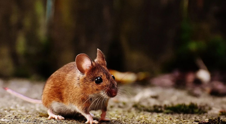 W południowych rejonach Opolszczyzny nasiliła się plaga myszy, Fot. pixabay Plaga gryzoni zagraża uprawom na Opolszczyźnie