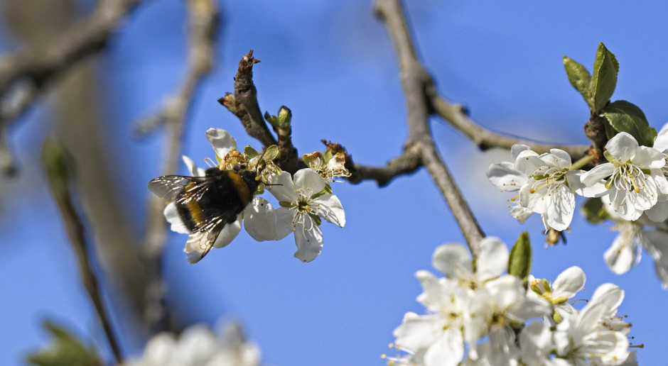 fot. pixabay PIORIN apeluje: bezpieczeństwo pszczół jest bardzo ważne!