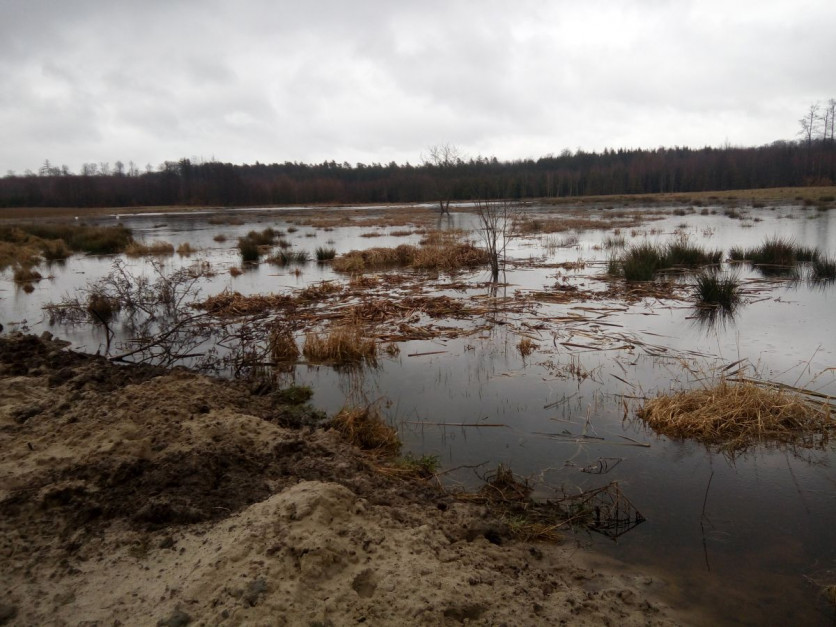Na łąkach – gdzie powierzchnia nieużytków to prawie 8 ha, dzisiaj mam 4 ha lustra wody. Od 30 cm głębokości do 120 cm, fot. R. Mładanowicz