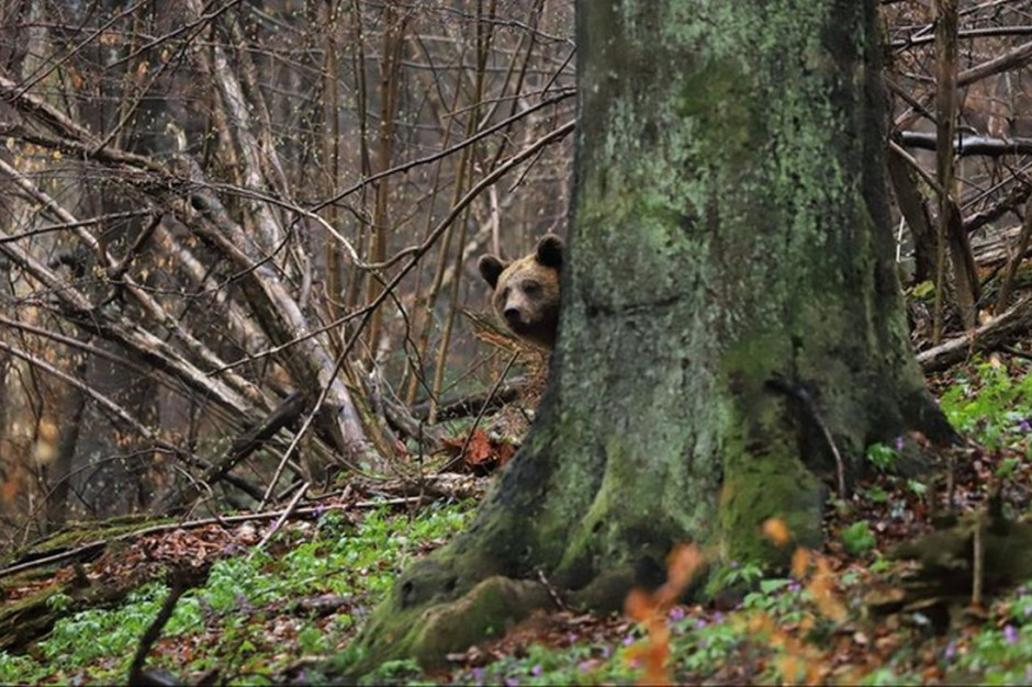 Głodne niedźwiedzie mogą wyrządzac szkody w pasiekach, Foto: Nadleśnictwo Baligród/Roman Pasionek