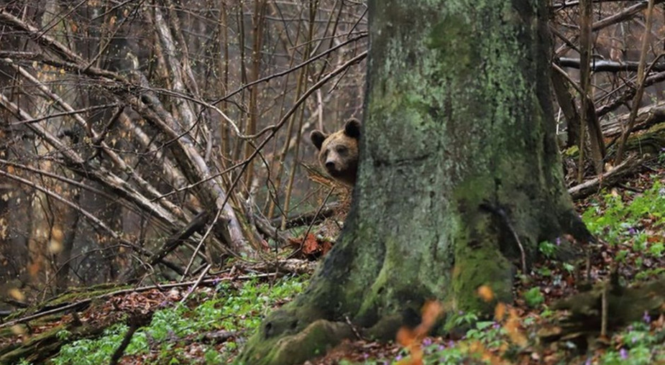 Głodne niedźwiedzie mogą wyrządzac szkody w pasiekach, Foto: Nadleśnictwo Baligród/Roman Pasionek Leśnicy ostrzegają przed niedźwiedziami. Pszczelarze mogą mieć kłopoty