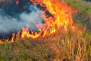 W kwietniu doszło do prawie 5,5 tys. pożarów traw