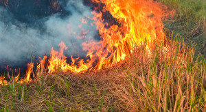 Wypalanie traw czy gruntów rolnych grozi utratą dopłat