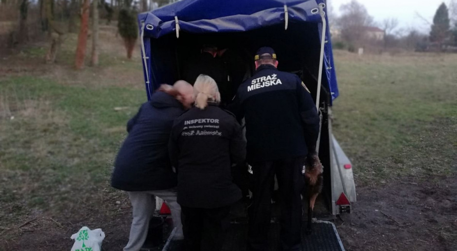 Rolnicy sprzeciwiaja się odbieraniu zwierząt bez opinii inspektorów weterynarii i obecności służb, Foto: Straż Miejska Gdynia Organizacje rolnicze przeciw hejterom. Domagają się ukrócenia samowoli obrońców zwierząt