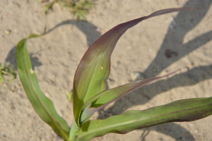 Nawożenie kukurydzy w suchych warunkach