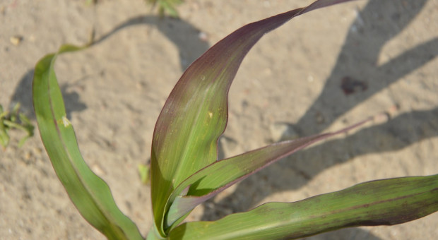 Nawożenie kukurydzy w suchych warunkach