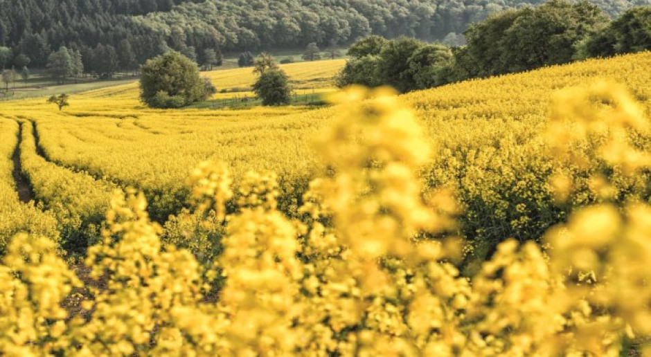 Fot. Shutterstock Wzrost ceny rzepaku na światowych giełdach