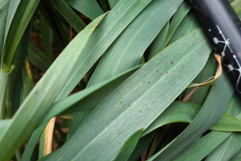 Brunatna plamistość liści zbóż jest chorobą, na którą obecnie musimy zwracać szczególną uwagę. Fot. A. Kobus